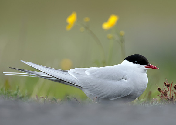 Arctic Tern Sterna paradisaea