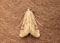 63.117 BF1348 Ringed China-mark Parapoynx stratiotata