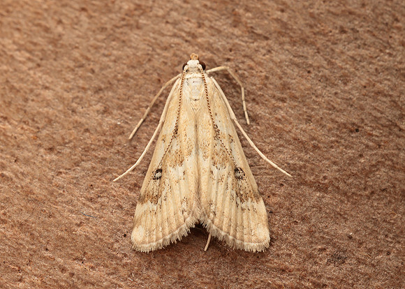 63.117 BF1348 Ringed China-mark Parapoynx stratiotata
