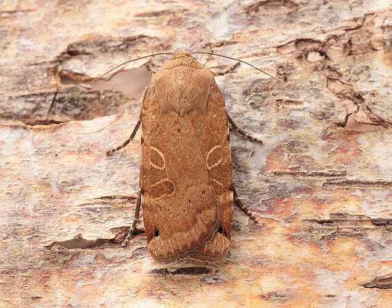 73.344 BF2108 Lunar Yellow Underwing Noctua orbona