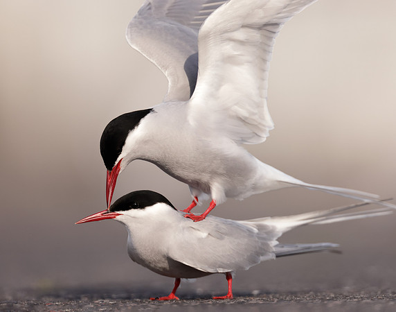Arctic Tern Sterna paradisaea
