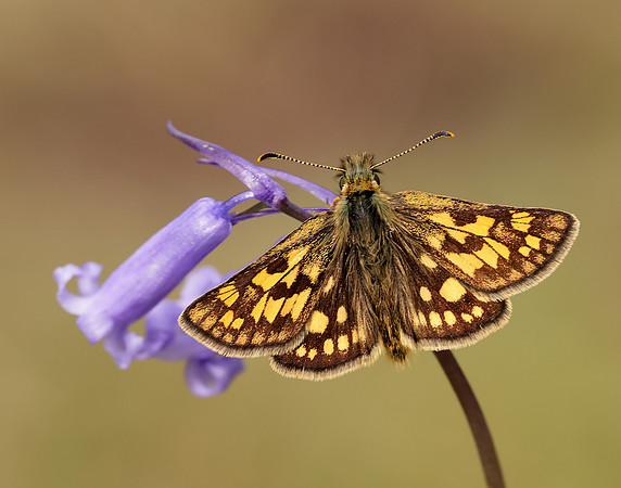 Chequered Skipper Carterocephalus palaemon