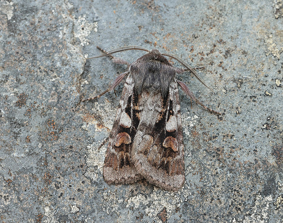 73.363 BF2125 Northern Dart Xestia alpicola