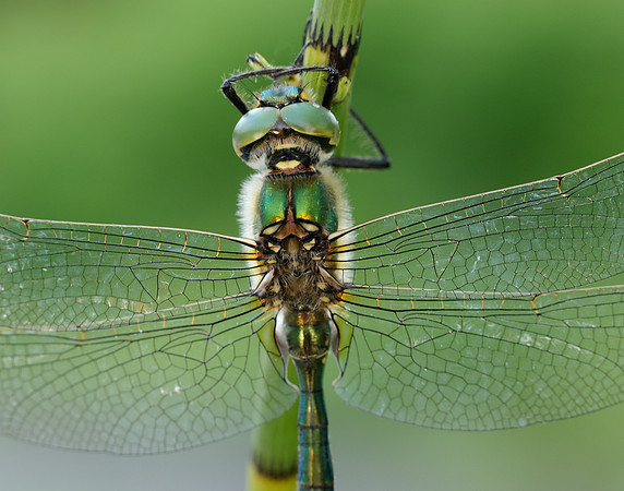 Brilliant Emerald Somatochlora metallica