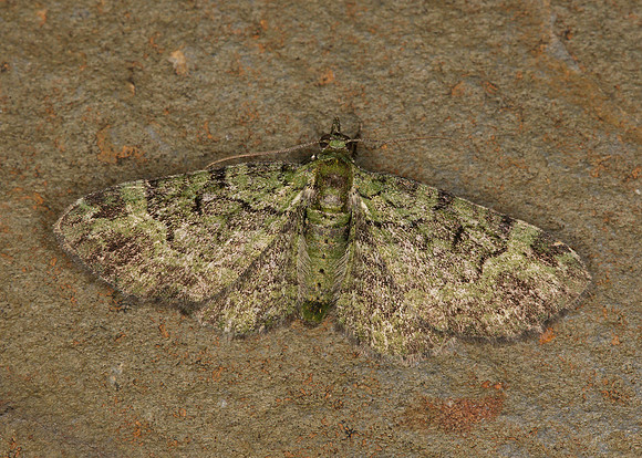 70.144 BF1860 Green Pug Pasiphila rectangulata