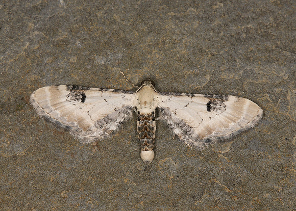 70.173 BF1825 Lime-speck Pug Eupithecia centaureata