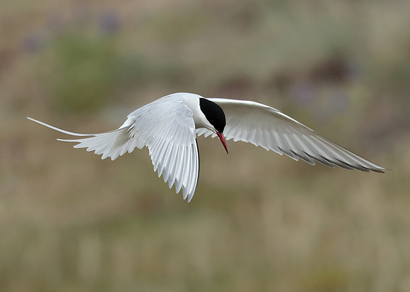 Arctic Tern Sterna paradisaea