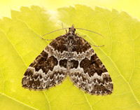 70.086 BF1773 Broken-barred Carpet Electrophaes corylata