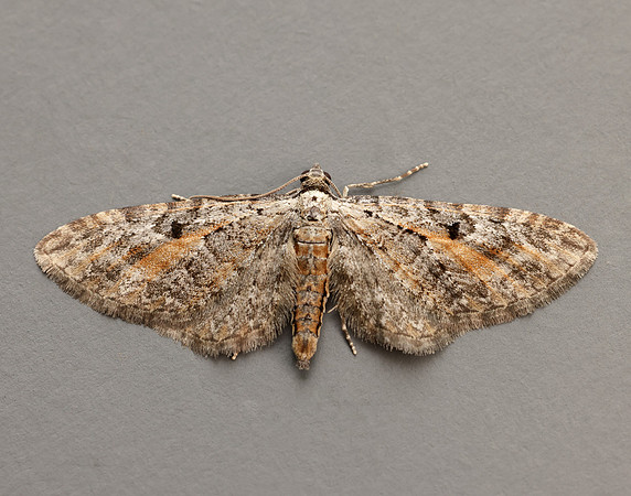 70.187 BF1838 Tawny Speckled Pug Eupithecia icterata