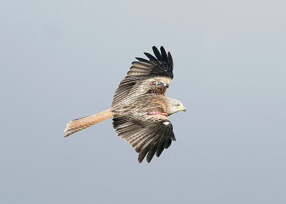Red Kite Milvus milvus