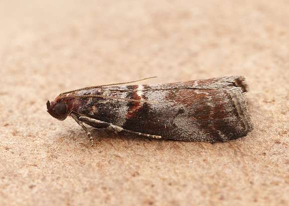 62.035 BF1439 Acrobasis advenella