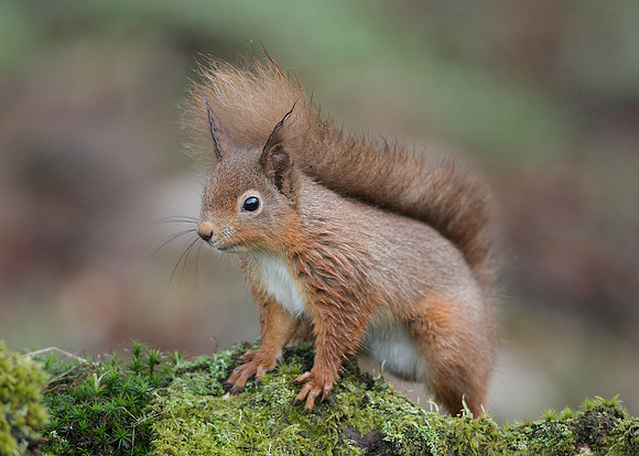 Red Squirrel Sciurus vulgaris