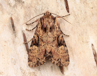 73.155 BF2327 Clouded Brindle Apamea epomidion