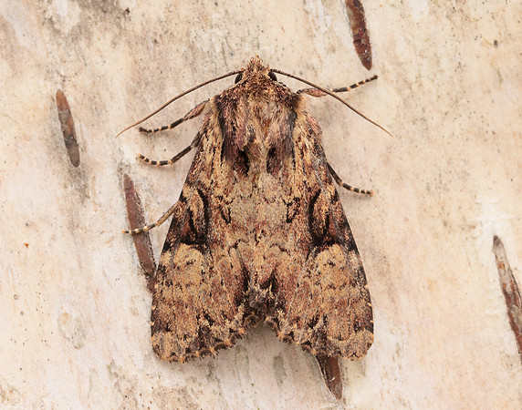 73.155 BF2327 Clouded Brindle Apamea epomidion