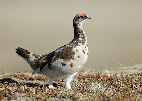 Ptarmigan Lagopus mutus