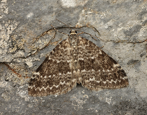 70.072 BF1744 Grey Mountain Carpet Entephria caesiata