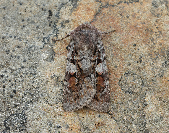 73.363 BF2125 Northern Dart Xestia alpicola