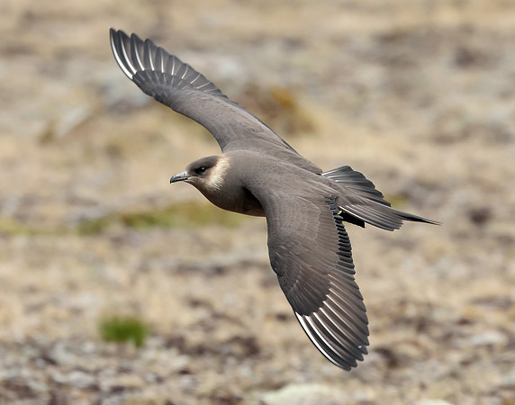 Arctic Skua Stercorarius parasiticus