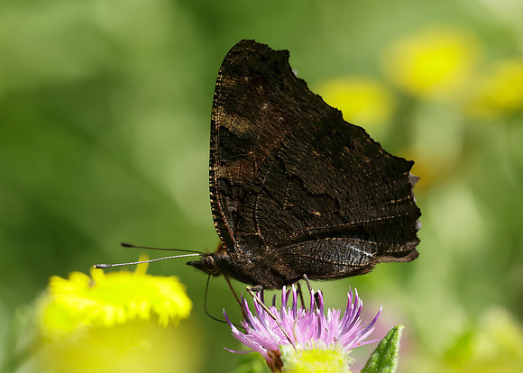 Peacock Inachis io