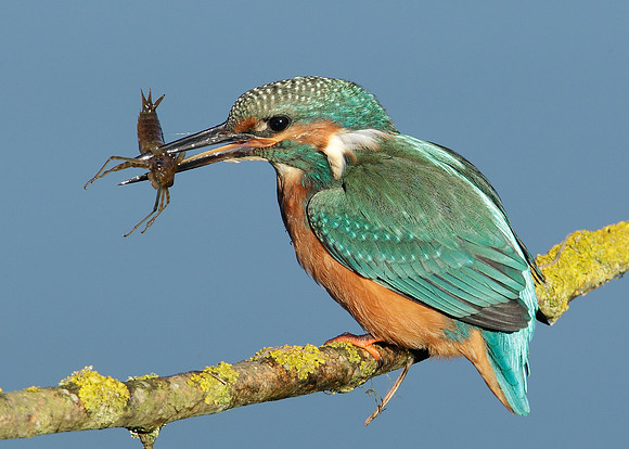 Kingfisher Alcedo atthis