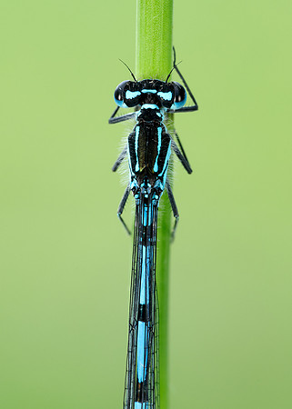 Variable Damselfly Coenagrion pulchellum