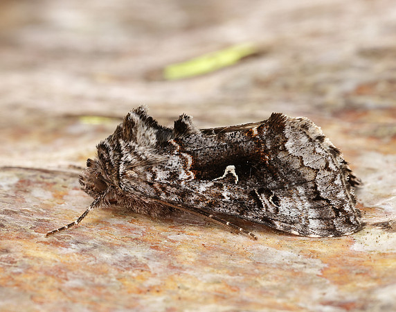 73.021 BF2447 Scarce Silver Y Syngrapha interrogationis