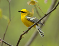 Blue-winged Warbler Vermivora cyanoptera