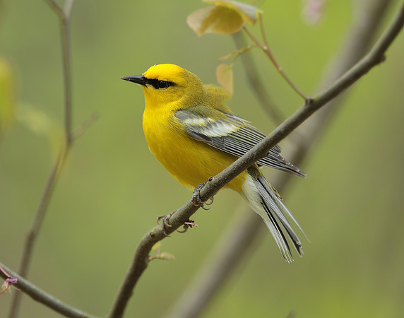 Blue-winged Warbler Vermivora cyanoptera