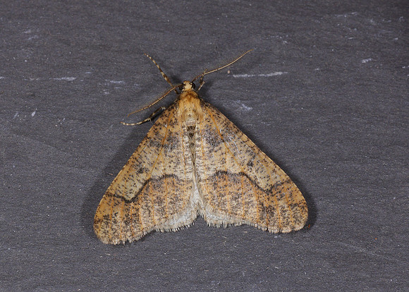 70.256 BF1935 Mottled Umber Erannis defoliaria