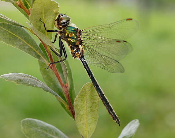 Northern Emerald Somatochlora arctica
