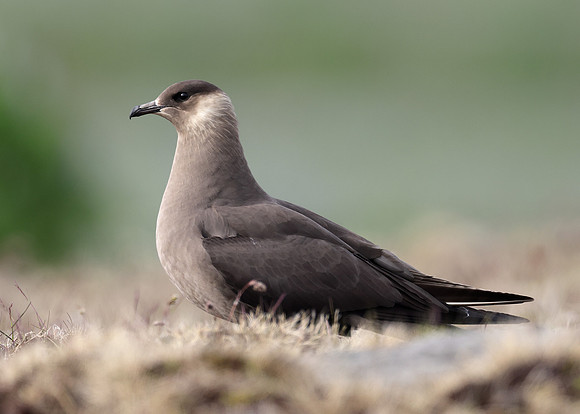 Arctic Skua Stercorarius parasiticus