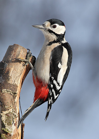 Great Spotted Woodpecker Dendrocopus major