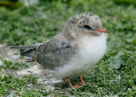 Arctic Tern Sterna paradisaea