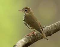 Ovenbird Seiurus aurocapilla