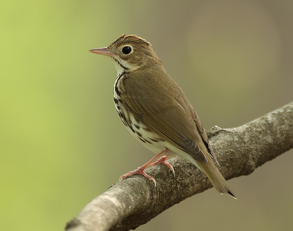 Ovenbird Seiurus aurocapilla