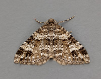 70.131 BF1809 Twin-spot Carpet Mesotype didymata