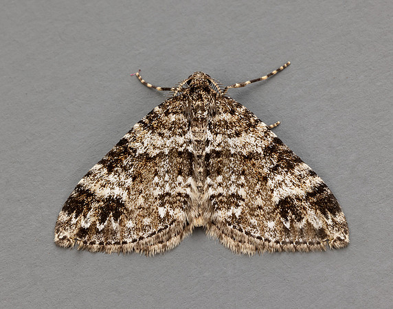 70.131 BF1809 Twin-spot Carpet Mesotype didymata