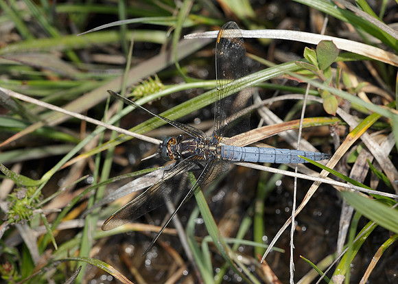 Keeled Skimmer Orthetrum coerulescens