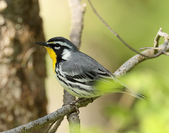 Yellow-throated Warbler  Setophaga dominica