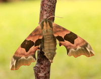 69.001 BF1979 Lime Hawk-moth Mimas tiliae