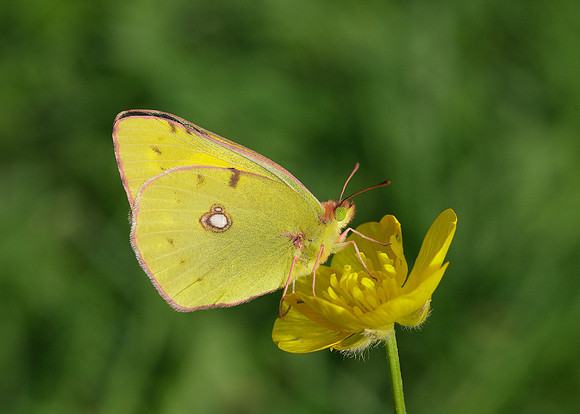 Clouded Yellow Colias croceus