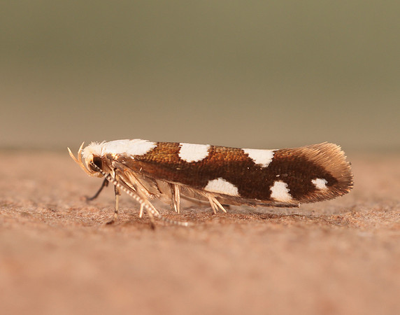 20.011 BF410 Argyresthia brockeella