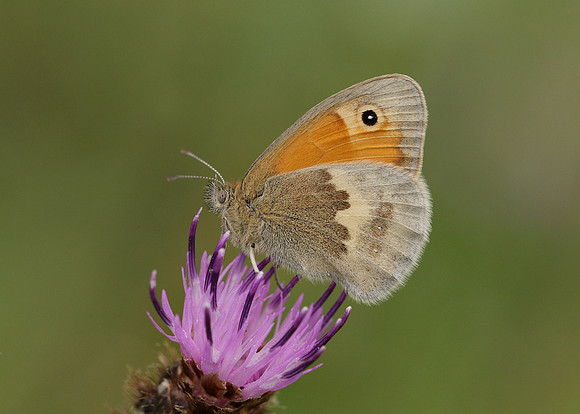 Small Heath Coenonympha pamphilus