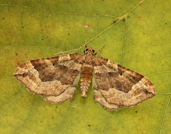 70.069 BF1749 Dark Spinach Pelurga comitata
