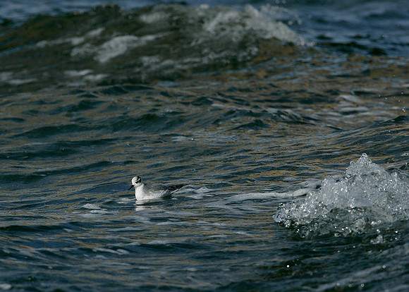 Grey Phalarope Phalaropus fulicarius