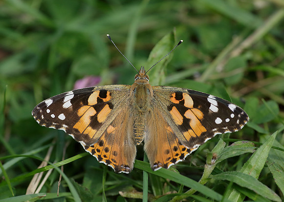 Painted Lady Vanessa cardui