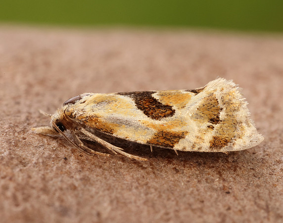 49.128 BF946 Aethes rubigana
