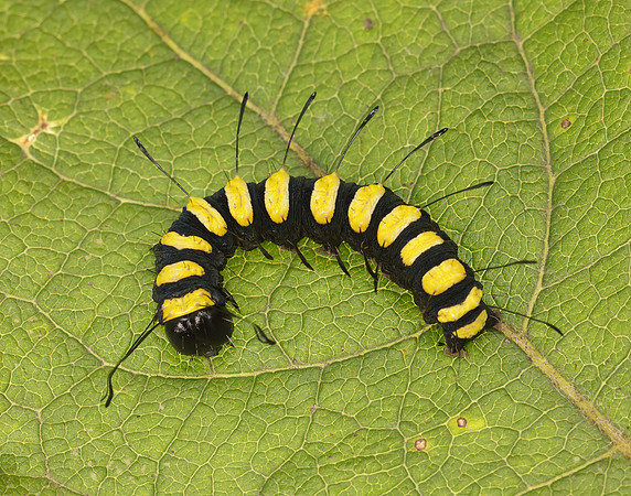 73.036 BF2281 Alder Moth Acronicta alni