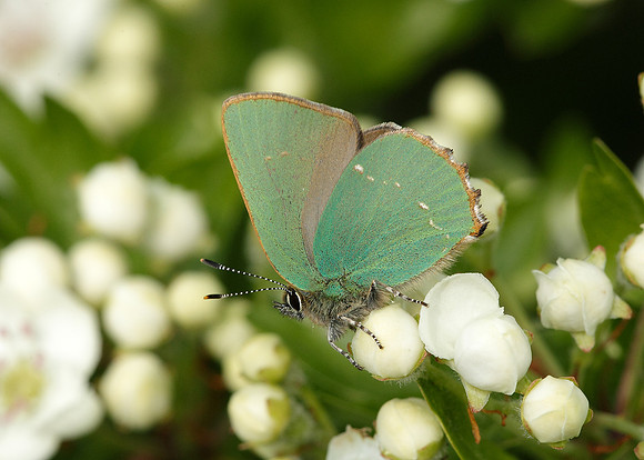 Green Hairstreak Callophrys rubi