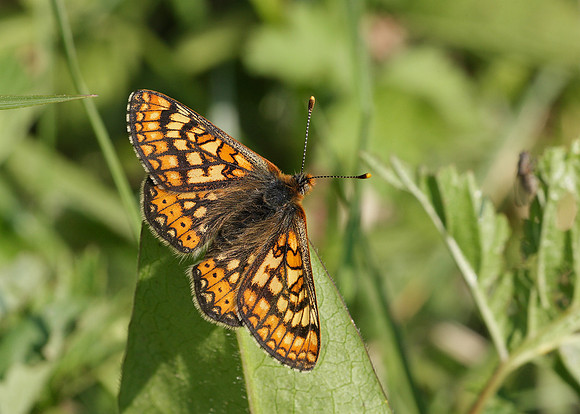 Marsh Fritillary Euphydryas aurinia